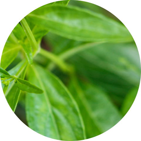 Viome - Andrographis Paniculata