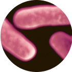 Viome - B. animalis ssp lactis Bi-07