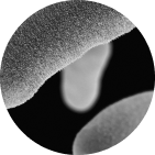 Viome - B. animalis ssp lactis Bl-04