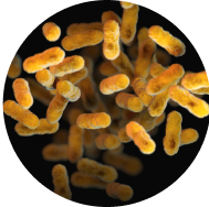 Viome - KT-11™ (Lactobacillus crispatus)