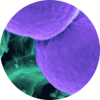 Viome - L. plantarum 299v