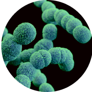 Viome - Lactococcus lactis subsp. lactis