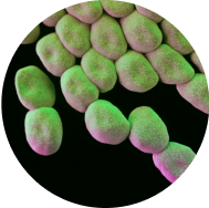 Viome - Levilactobacillus brevis