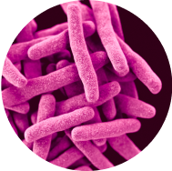 Viome - Ligilactobacillus salivarius