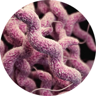 Viome - Streptococcus salivarius M18 (BLIS M18®)